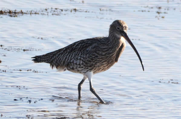 curlew